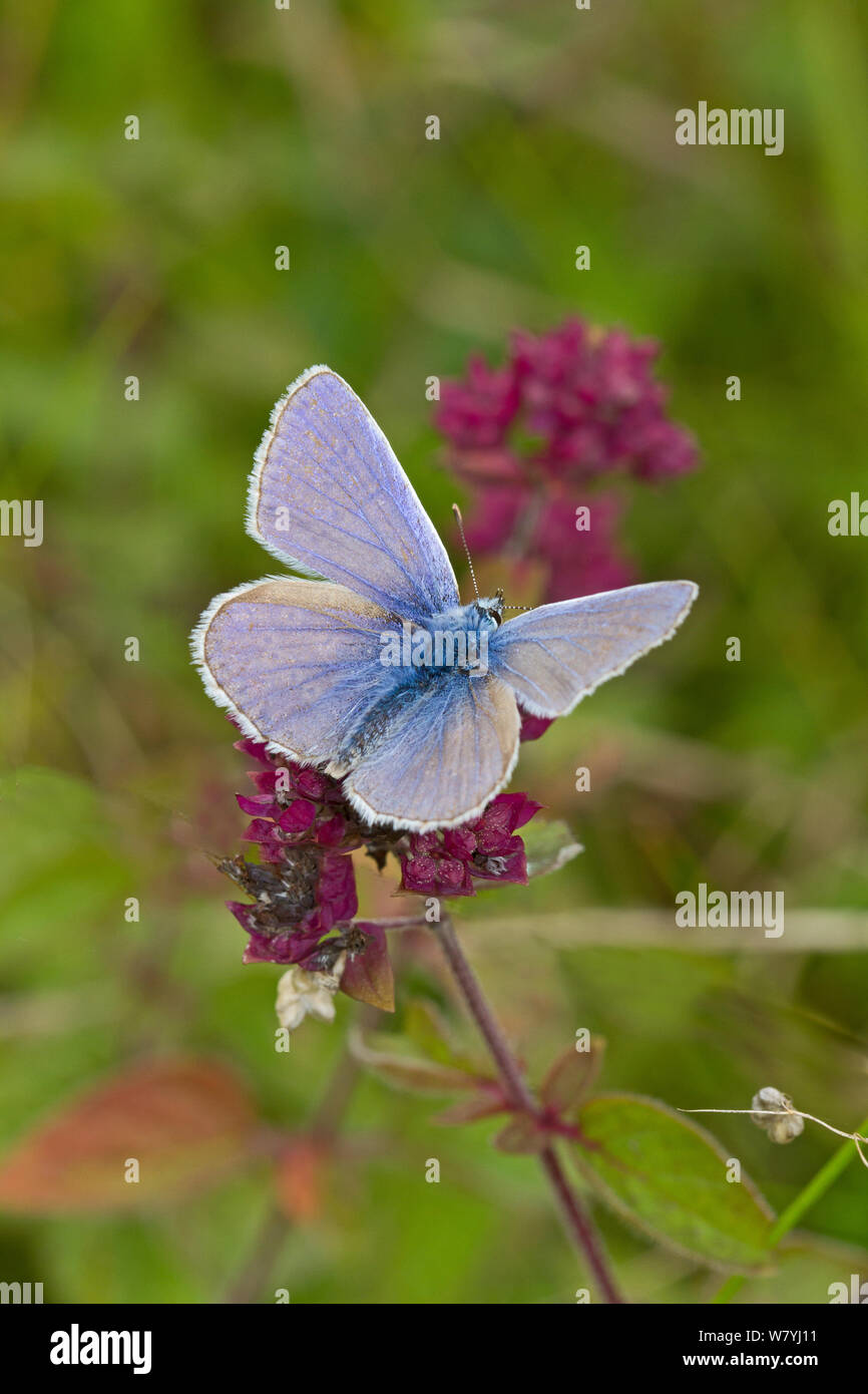 Mariposa Azul común (Polyommatus icarus) macho, alimentándose de mejorana salvaje, Reino Unido, septiembre. Foto de stock