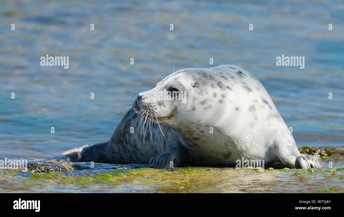 Focas grises (Halichoerus grypus) asentado, la OTU, Lounais-Finland / suroeste de Finlandia, Finlandia, Mayo. Foto de stock