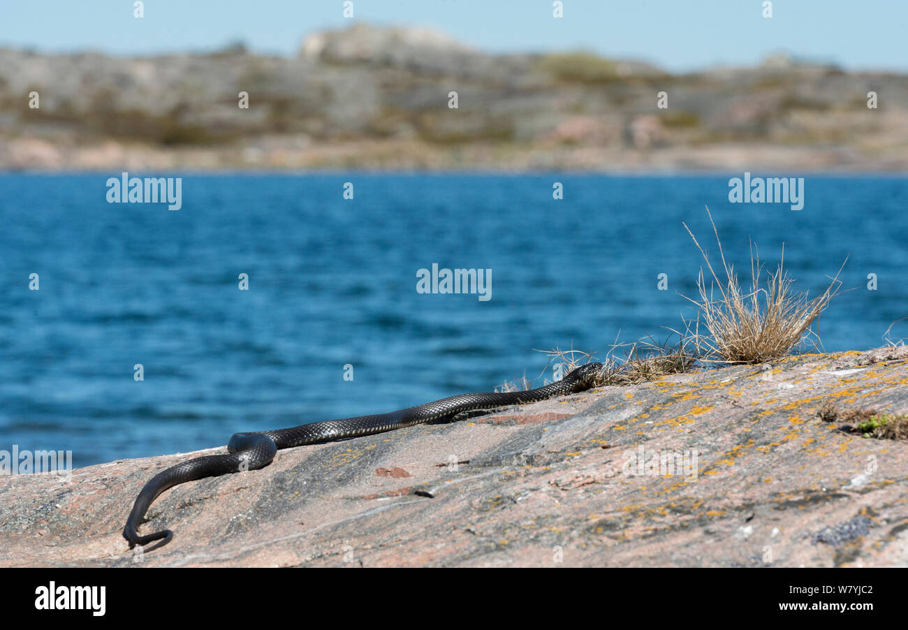 Culebra (Natrix natrix) sobre roca, la OTU, Lounais-Finland / suroeste de Finlandia, Finlandia, Mayo. Foto de stock