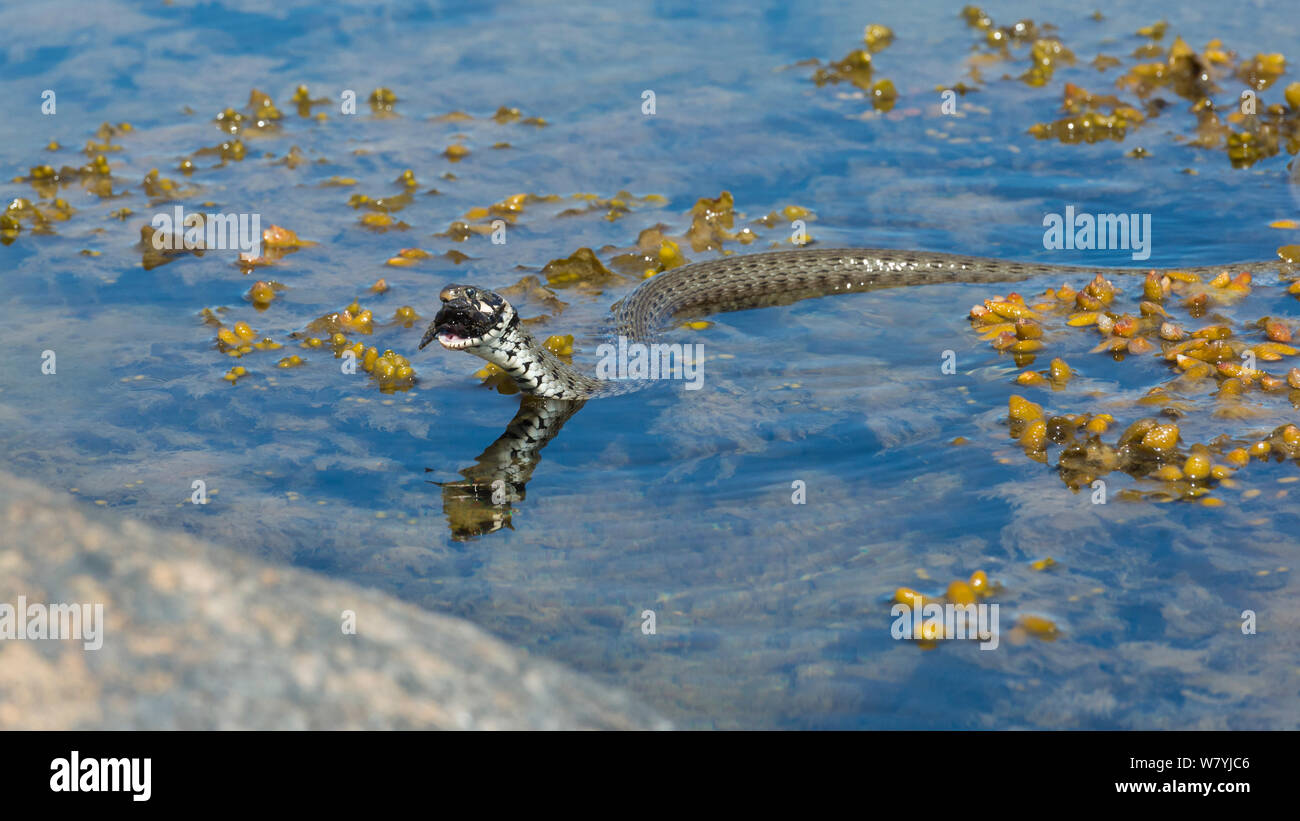 Culebra (Natrix natrix) que alimentan la OTU, Lounais-Finland / suroeste de Finlandia, Finlandia, Mayo. Foto de stock