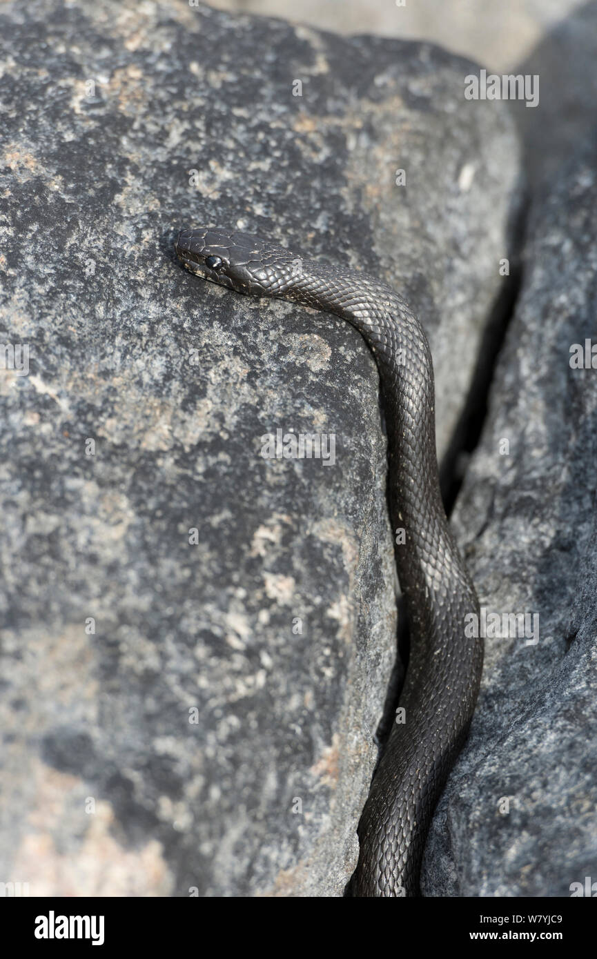 Culebra (Natrix natrix) sobre roca, la OTU, Lounais-Finland / suroeste de Finlandia, Finlandia, Mayo. Foto de stock