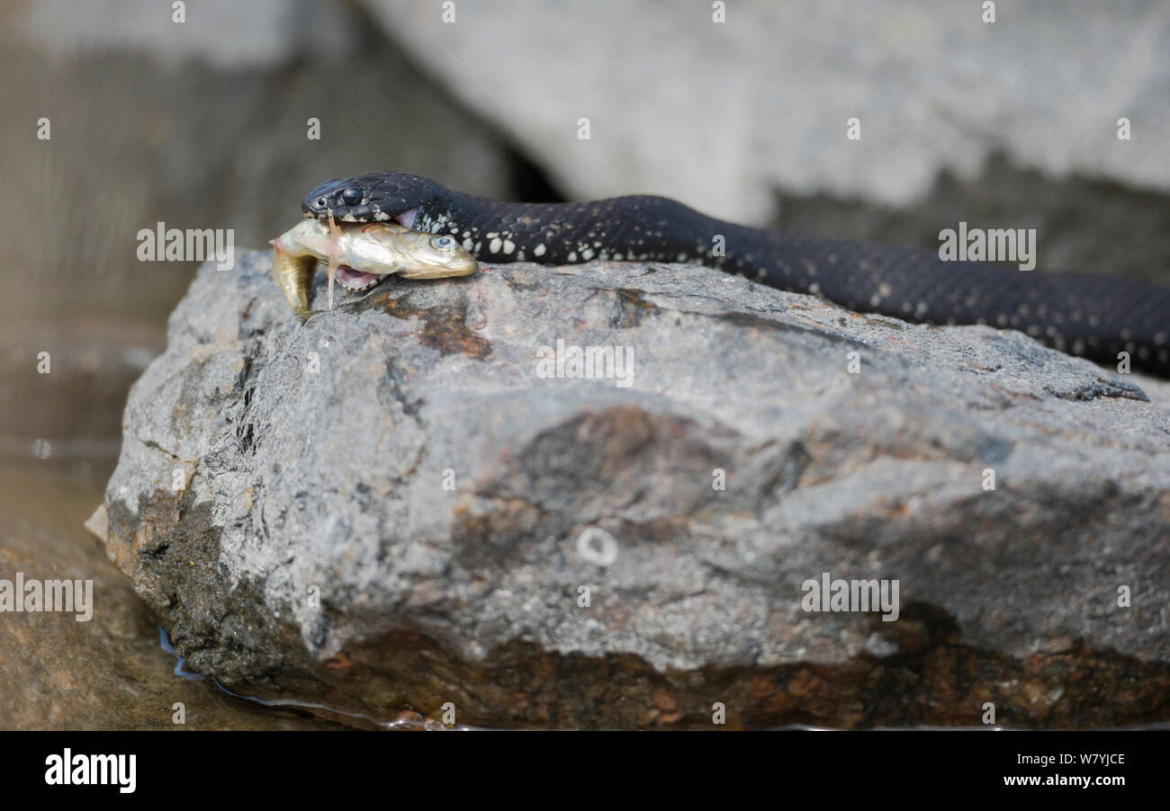 Culebra (Natrix natrix) alimentarse de peces, la OTU, Lounais-Finland / suroeste de Finlandia, Finlandia, Mayo. Foto de stock