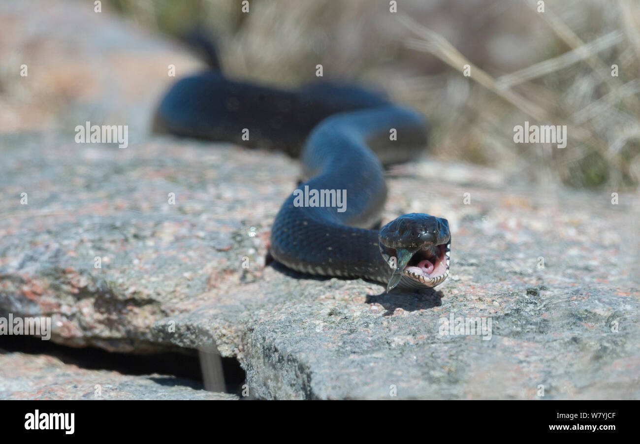 Culebra (Natrix natrix) alimentarse de peces, la OTU, Lounais-Finland / suroeste de Finlandia, Finlandia, Mayo. Foto de stock