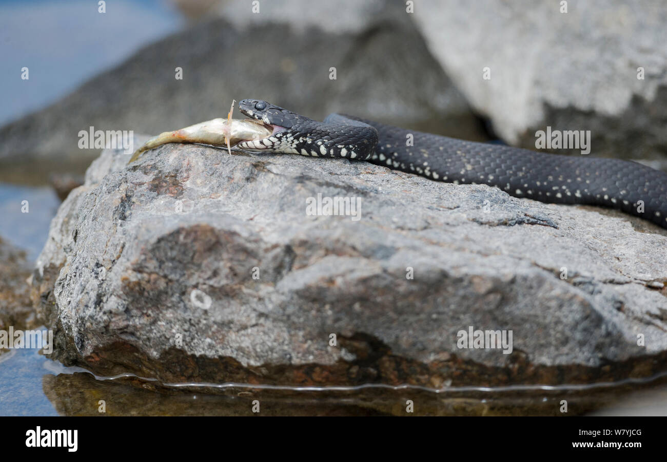 Culebra (Natrix natrix) alimentarse de peces, la OTU, Lounais-Finland / suroeste de Finlandia, Finlandia, Mayo. Foto de stock