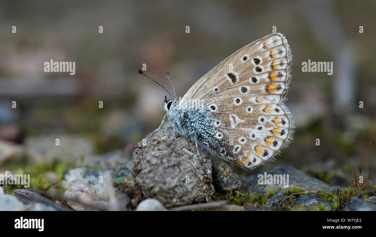 Mariposa Azul común (Polyommatus icarus) sobre el suelo, Jyvaskyla, Keski-Finland / Finlandia Central, Finlandia, en septiembre. Foto de stock