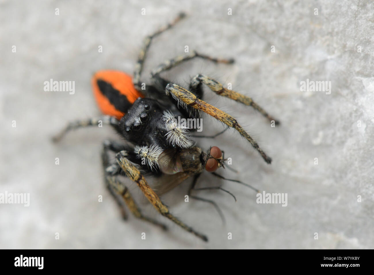Jumping spider (Phylaeus chrysops) con mosca presa sobre rocas calizas, Parque de Sutjeska, Bosnia y Herzegovina, en julio. Foto de stock