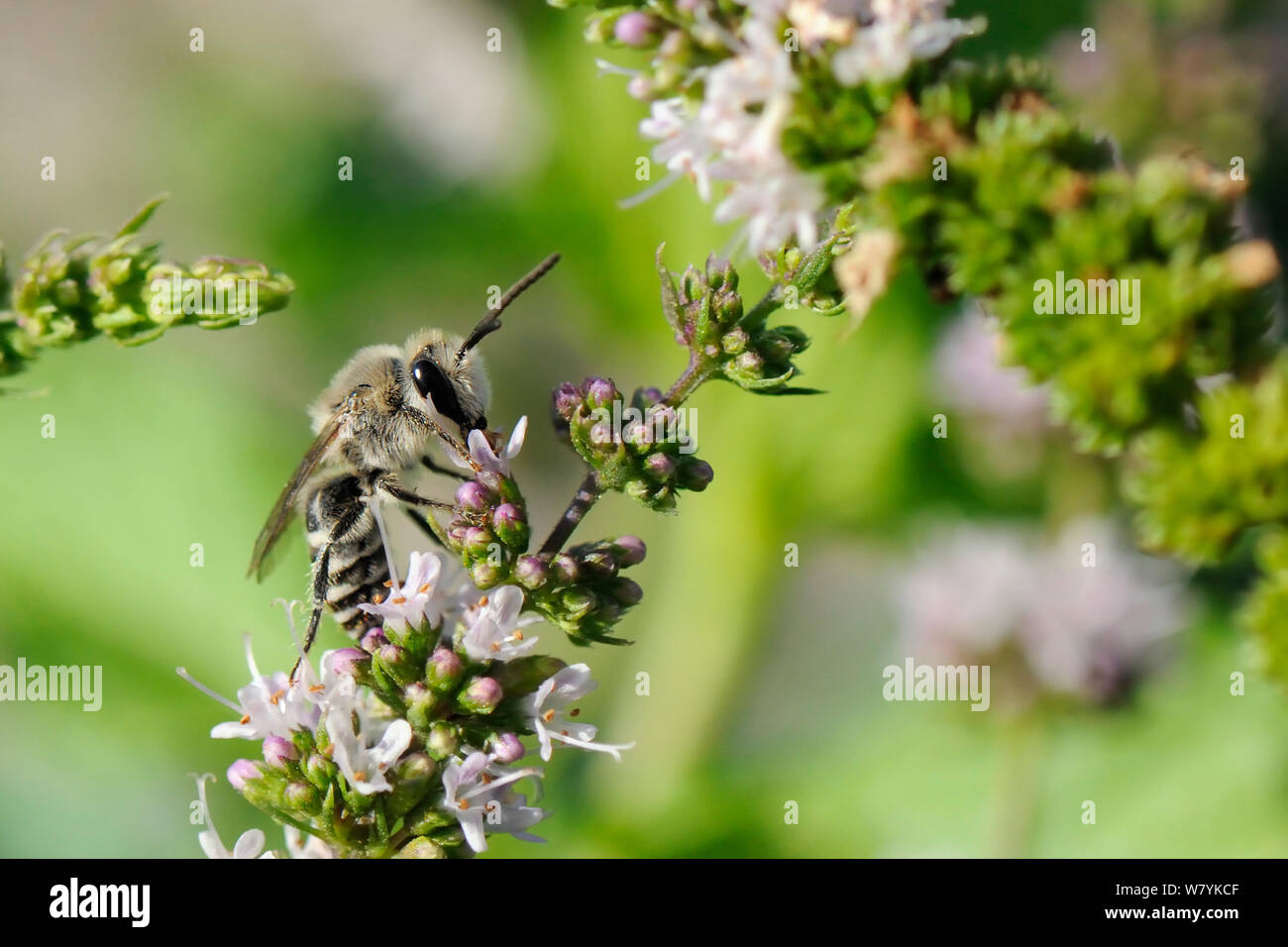Albañil (abeja Colletes eous) alimentándose de flores de menta (Mentha spicata), Kilada, en Grecia, en agosto. Foto de stock
