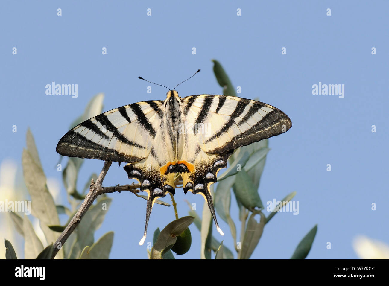 Escasa especie butterfly (Iphiclides podalirius), apoyada en un árbol de olivo, Ancient Epidavros, Peloponeso, en Grecia, en agosto. Foto de stock