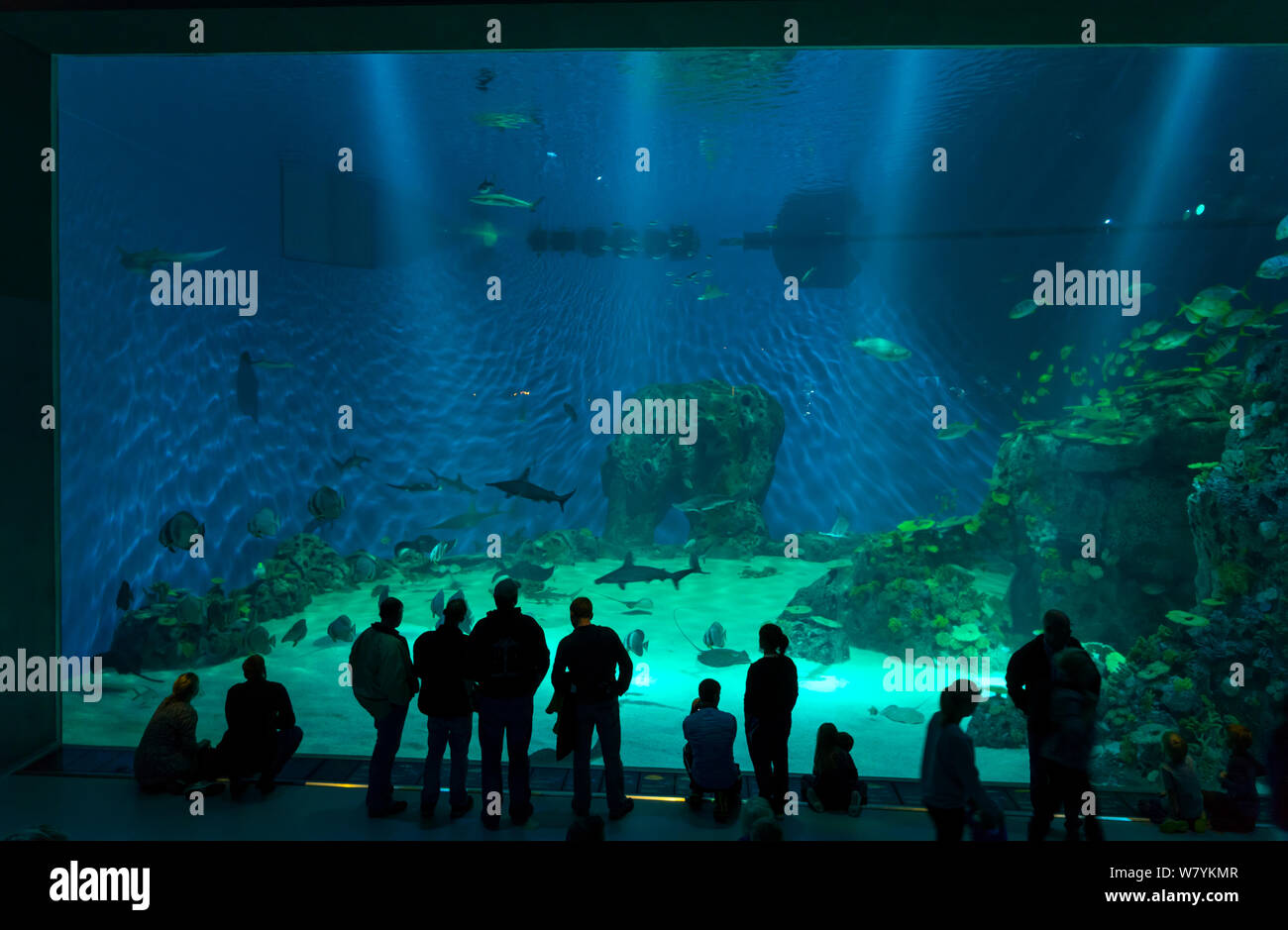 Las personas en la parte delantera del tanque, Den Bla Planet Aquarium, Copenhague, Dinamarca, en Europa, en septiembre de 2014. Foto de stock