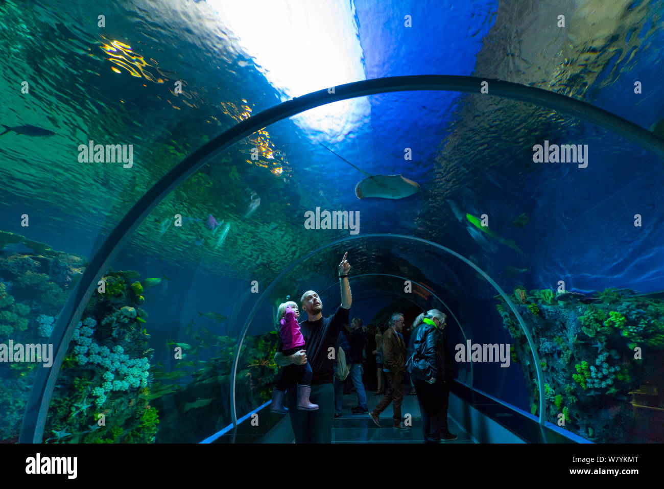 Viendo a la gente pasar peces de túnel subacuático, Den Bla Planet Aquarium, Copenhague, Dinamarca, en Europa, en septiembre de 2014. Foto de stock