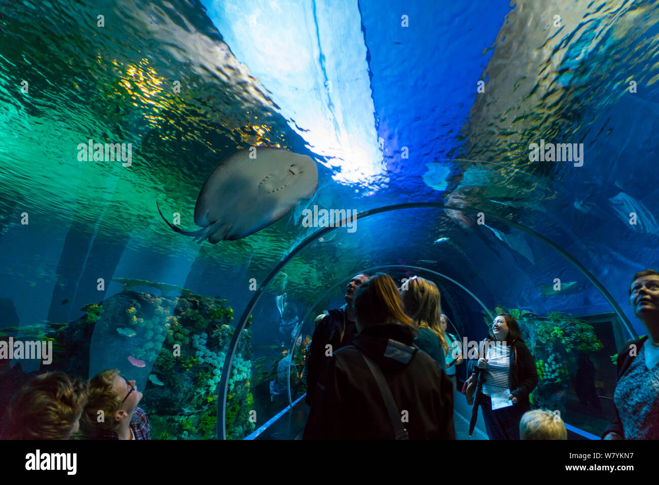 Viendo a la gente pasar peces de túnel subacuático, Den Bla Planet Aquarium, Copenhague, Dinamarca, en Europa, en septiembre de 2014. Foto de stock