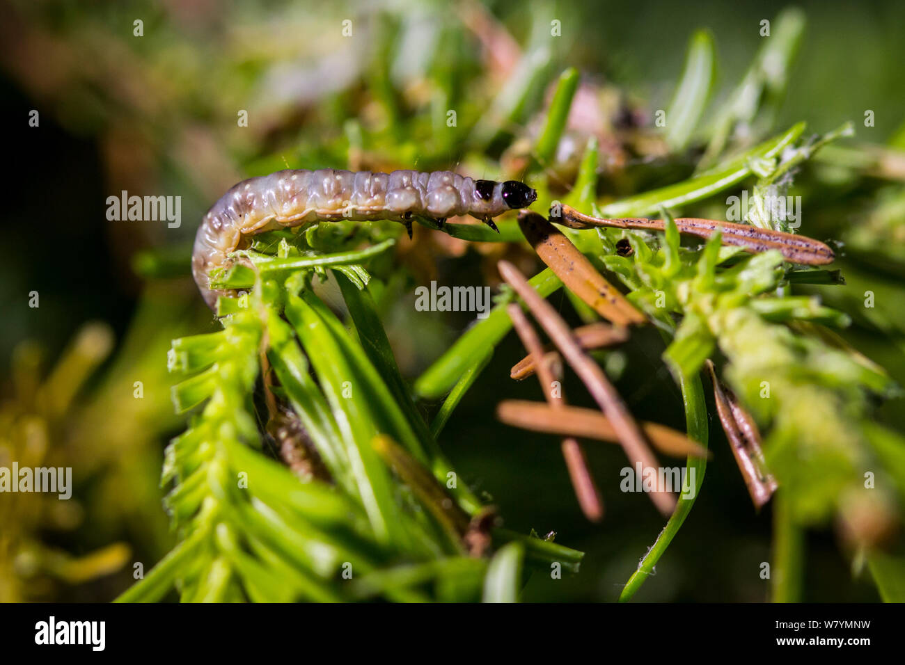El abeto oriental budworm (Choristoneura fumiferana) 6º instar de larva alimentándose de abeto agujas, Quebec, Canadá, en julio. Foto de stock