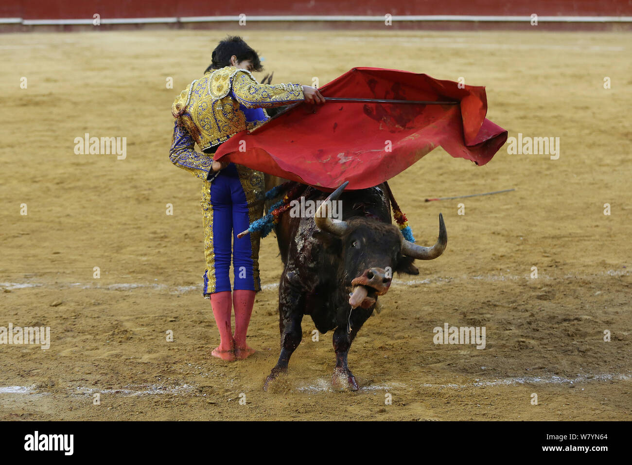 Las corridas de toros, encierro en el cabo, la Plaza de Toros, Valencia, España. De julio de 2014. Foto de stock