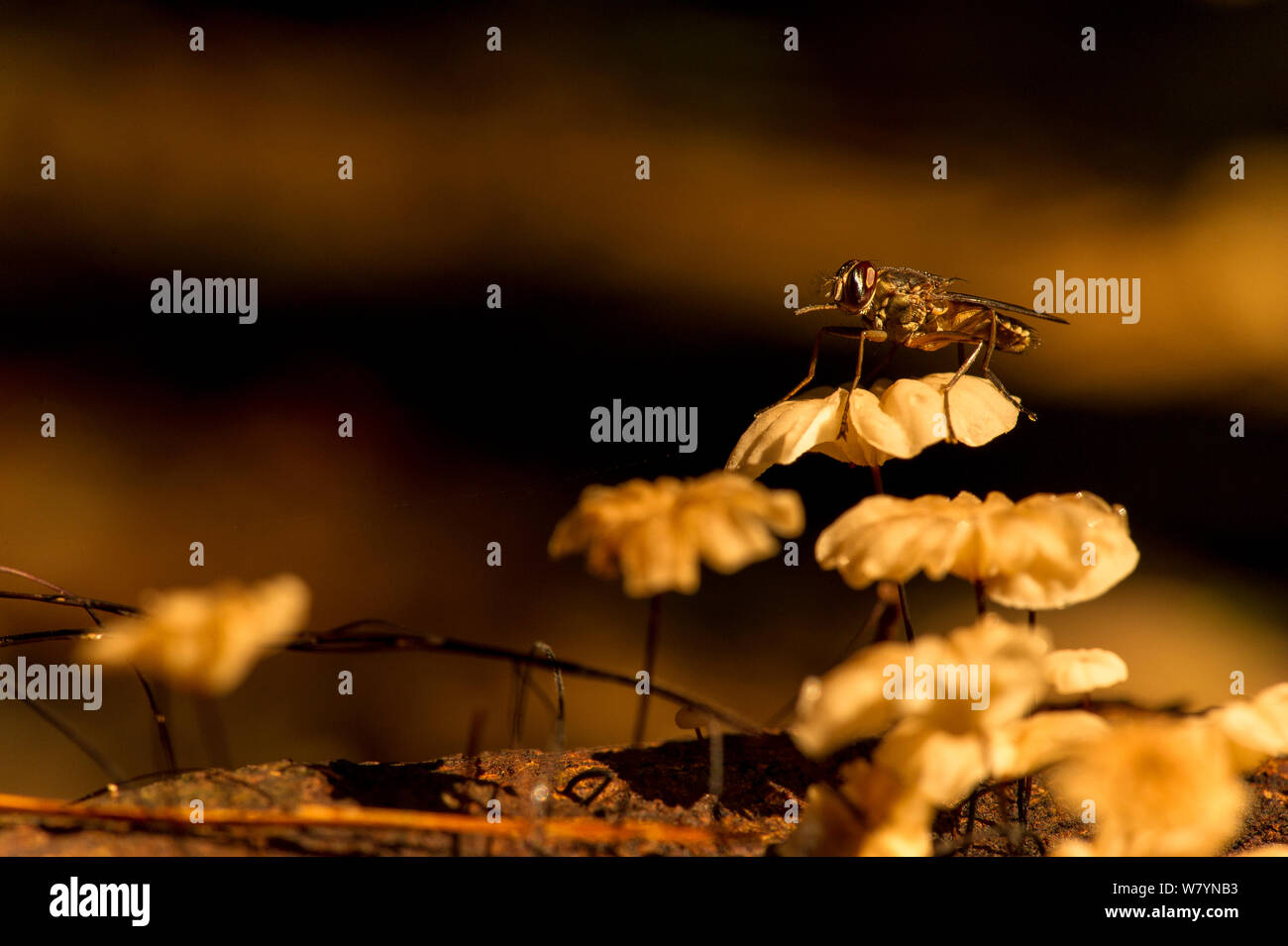 La mosca tse tse (Glossina sp) El Parque Nacional Salonga, en la República Democrática del Congo. Foto de stock