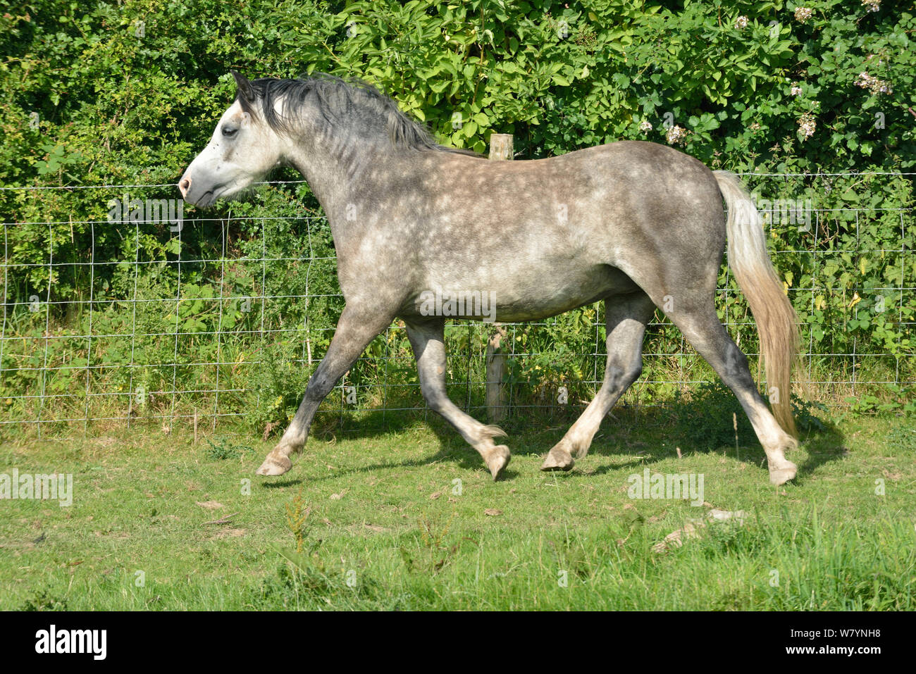 Color gris Pony galés (Equus caballus) al trote, Herefordshire, Inglaterra. De julio de 2014. Foto de stock