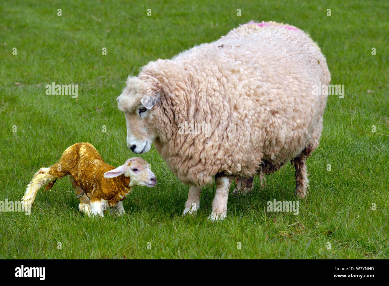 Romney ewe Ovies (aries) con el cordero recién nacido, Herefordshire, Inglaterra. De abril. Foto de stock