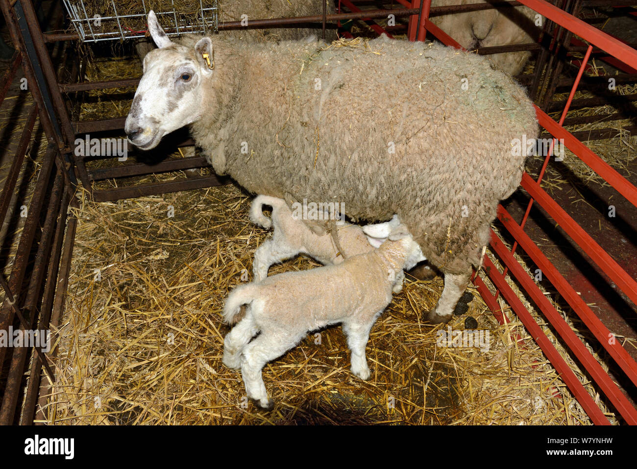 El galés mula ewe, mestizas de ovejas para la producción de carne prime desde un Bluefaced Leicester ram, con dos corderos recién nacidos el cochinillo en una pluma, Herefordshire, Inglaterra. Abril Foto de stock
