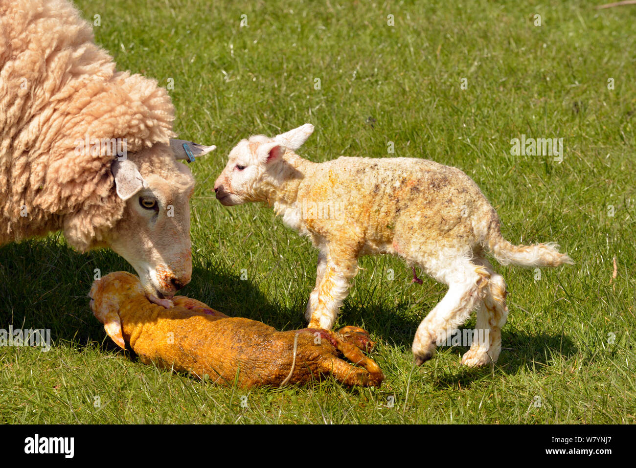 Romney oveja (Ovies aries) lamer cordero recién nacido, Herefordshire, Inglaterra. De abril. Foto de stock