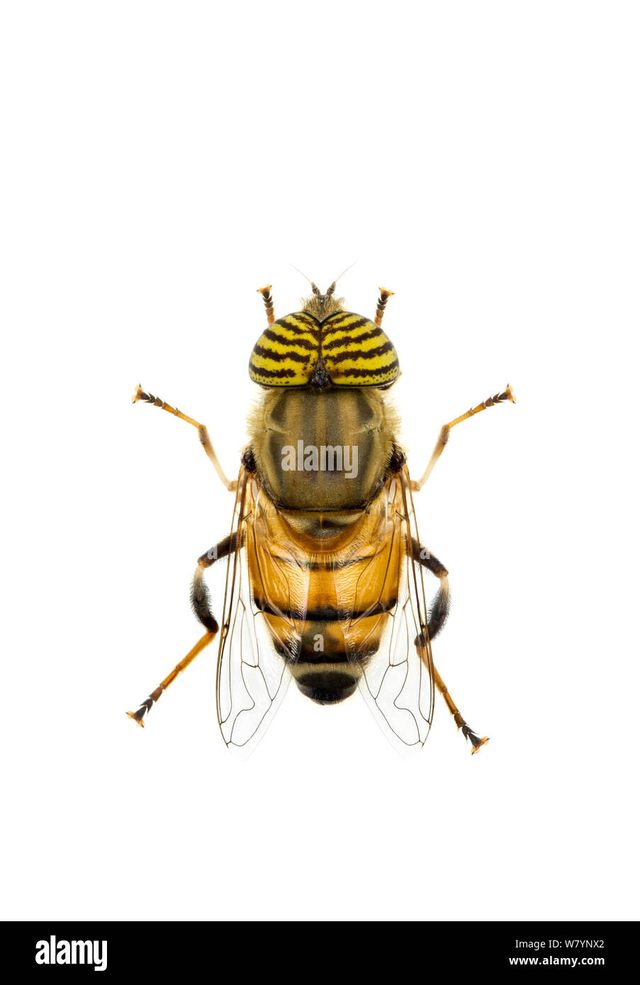 Band-eyed drone fly (Eristalinus taeniops), llanura costera central, Israel, Junio. Focus-apilados y proyecto meetyourneighbors.net recortada. Foto de stock