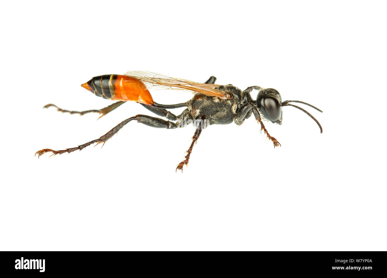 Digger wasp (Sphex maxillosus), llanura costera central, Israel, Junio. Focus-apilados y proyecto meetyourneighbors.net recortada. Foto de stock