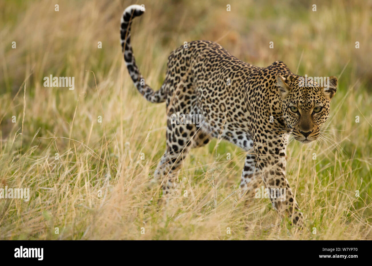 Leopardo africano (Panthera pardus) caza en pasto largo, la Reserva de caza de Samburu, Kenia, África, en noviembre. Foto de stock