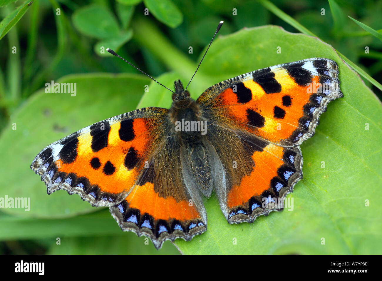 Small tortoiseshell butterfly (Aglais urticae) reposando sobre hojas de zarzas, Londres, Reino Unido, Julio. Foto de stock