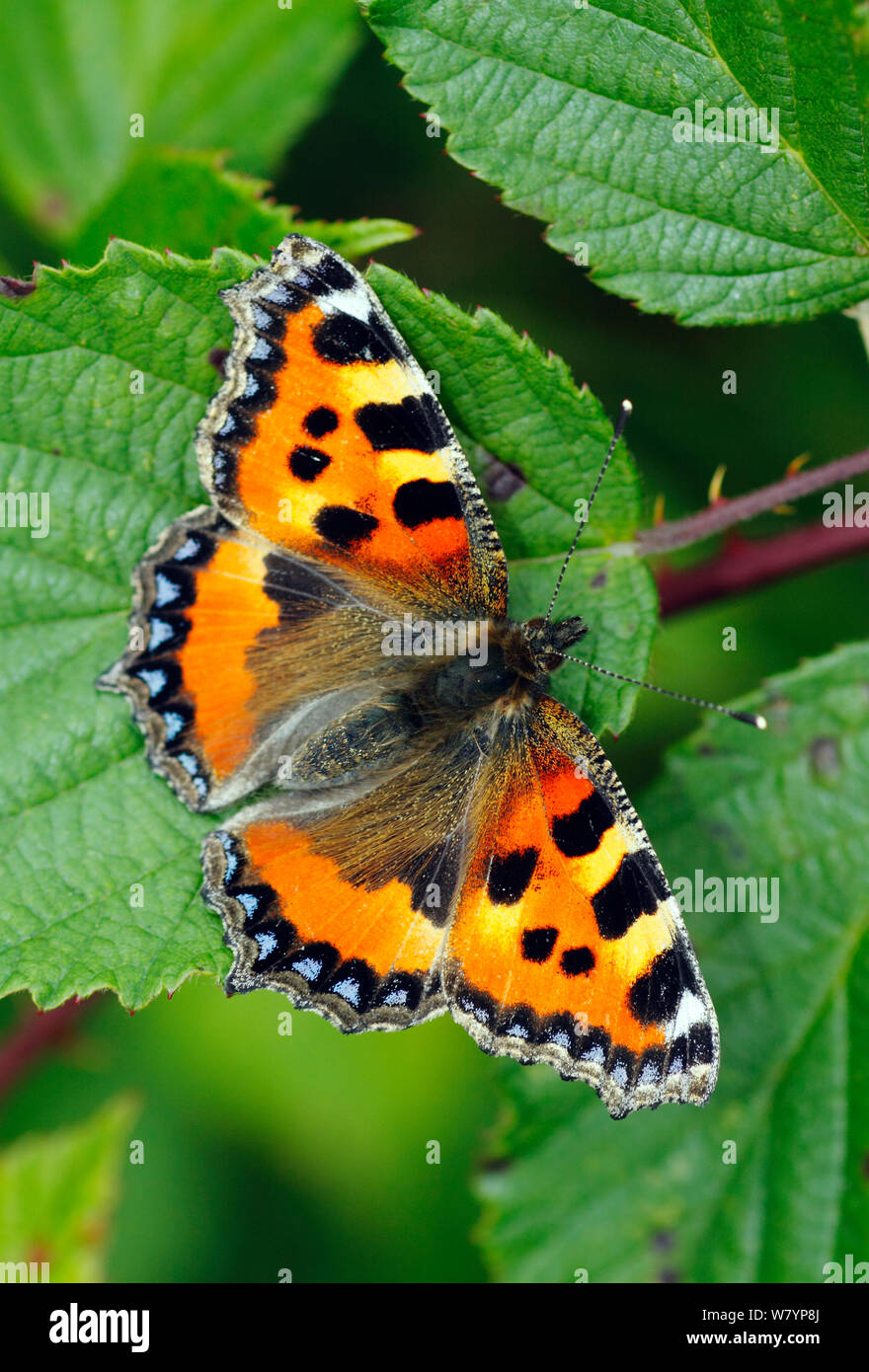 Small tortoiseshell butterfly (Aglais urticae) reposando sobre hojas de zarzas, Londres, Reino Unido, Julio. Foto de stock