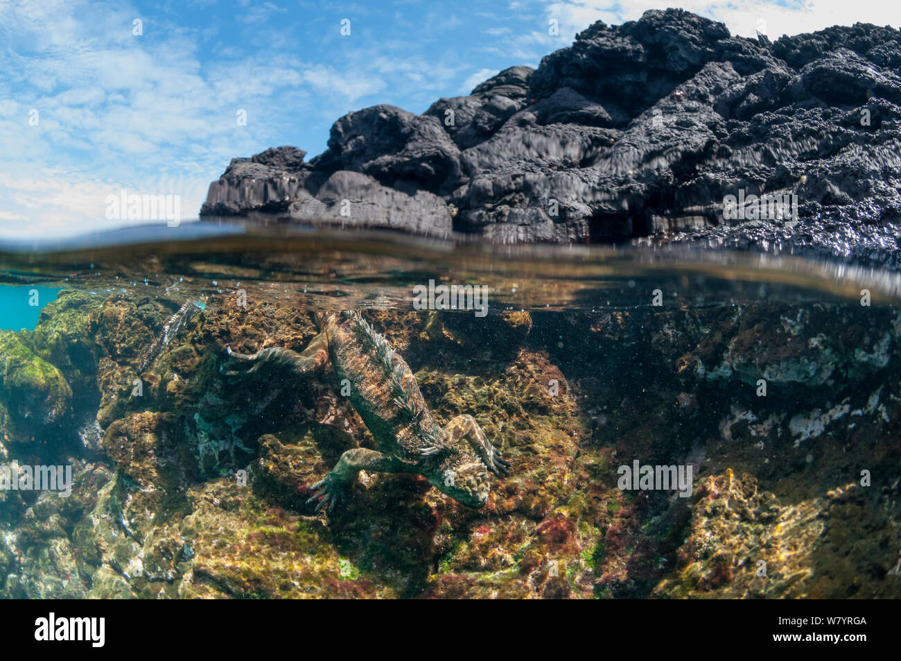 Iguana marina (Amblyrhynchus cristatus) buceo se alimentan de algas, sombrero Chino Islote, Isla de Santiago, Galápagos, Ecuador, Mayo. Foto de stock