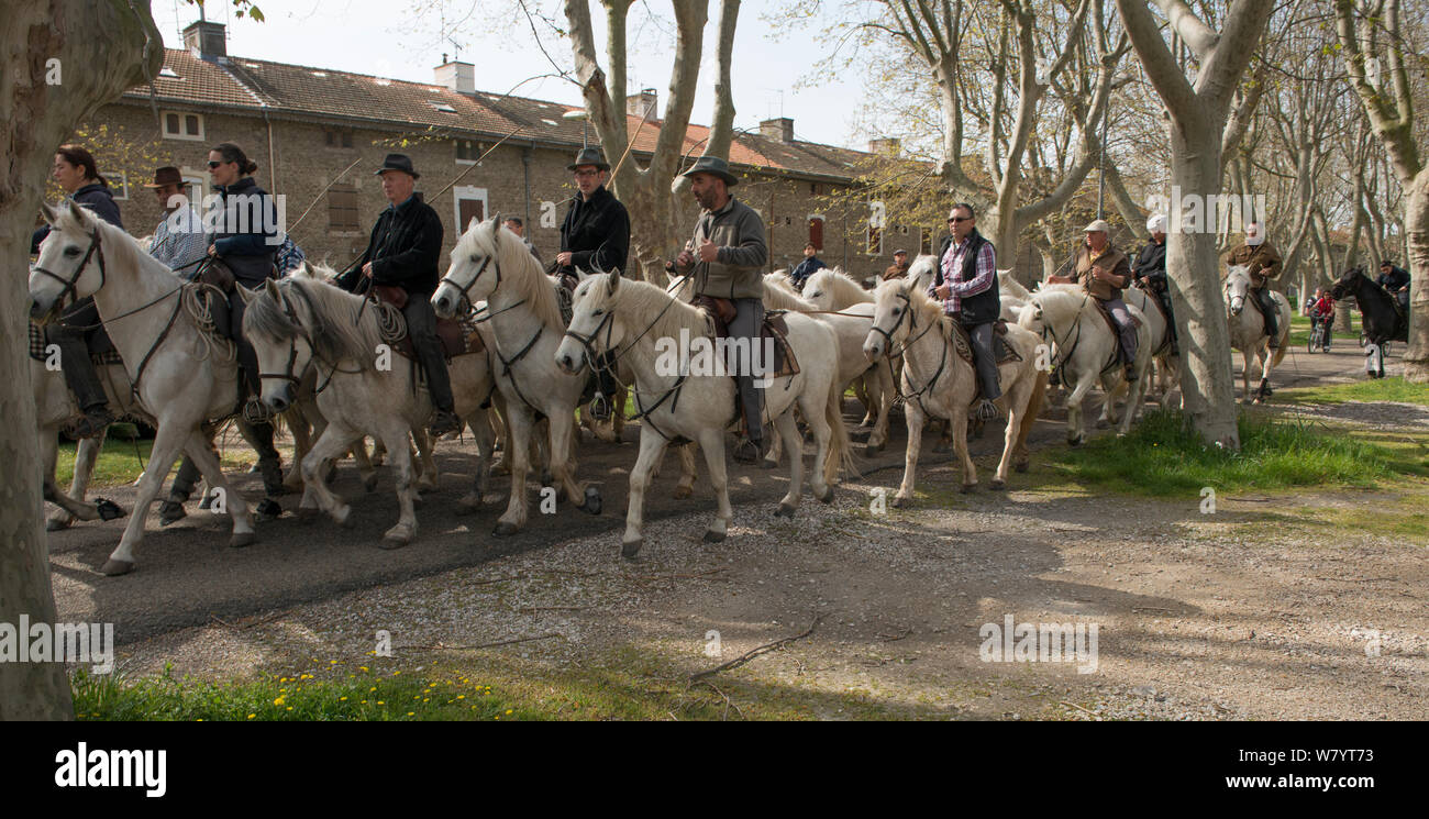 Los jinetes arrear caballos para sus pastos, una tradición conocida como &#39;roussataio&#39;, Camargue, Francia, marzo de 2014. Foto de stock