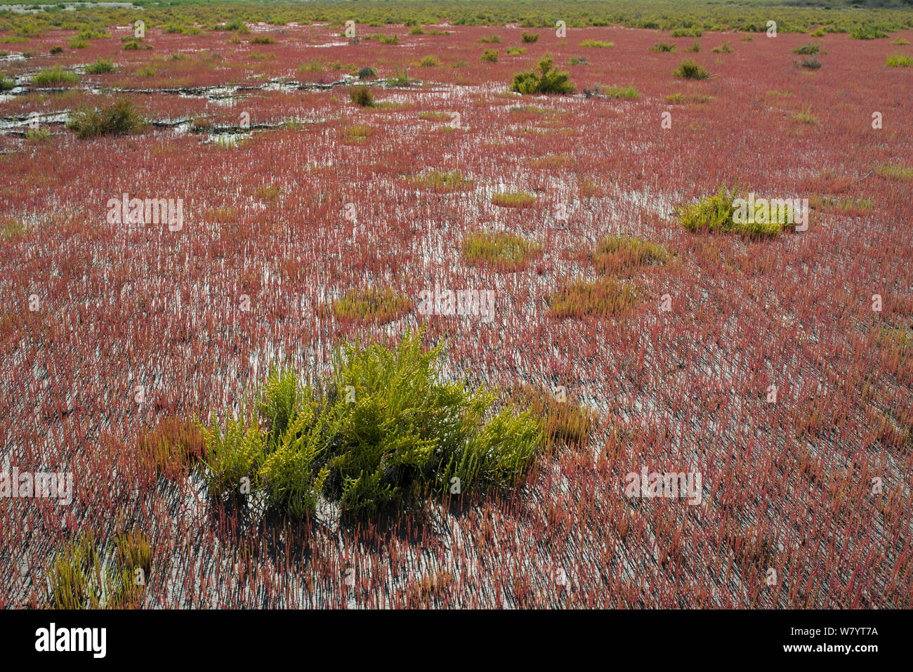 Glaucas glasswort (Arthrocnemum glaucum) y sp (Salicornia glasswort), Camargue, Francia, Julio. Foto de stock