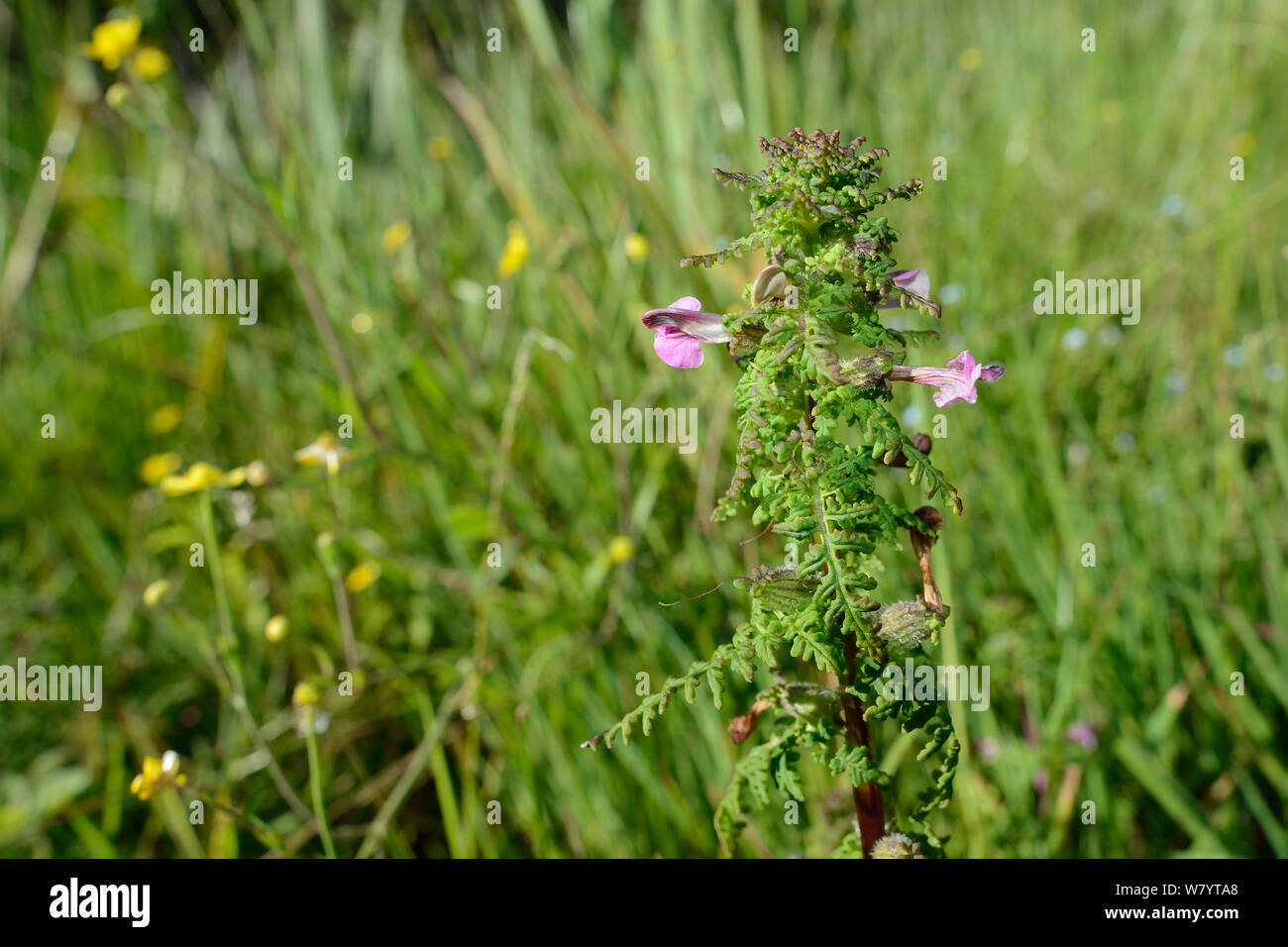 Marsh lousewort / Rojo traqueteo (Pedicularis palustris) florece en los pantanos junto con menor spearwort (Ranunculus flammula), Común Corfe, en Dorset, Reino Unido, Julio. Foto de stock
