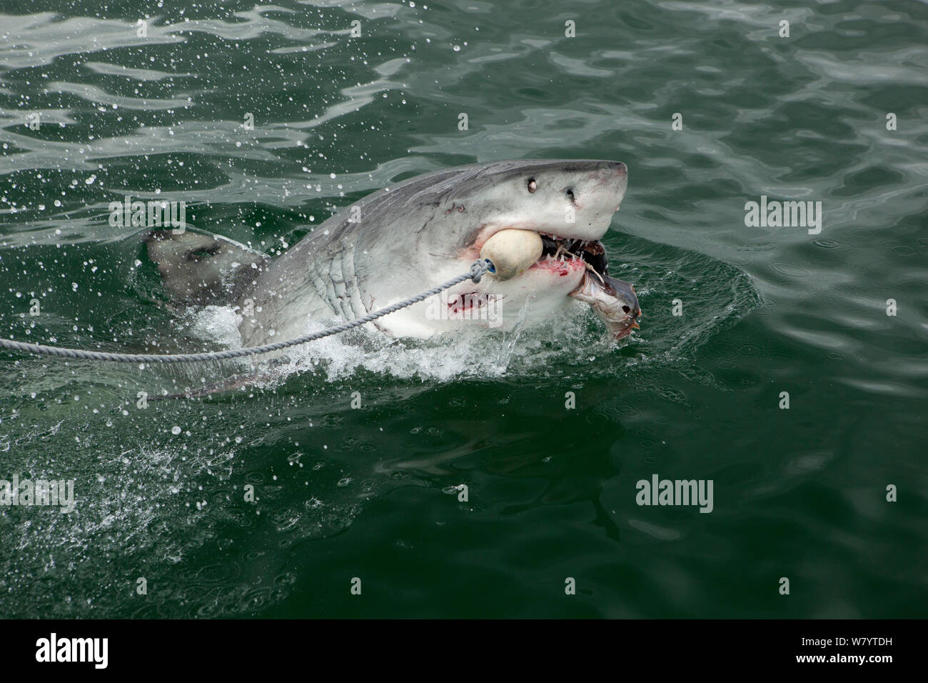Gran tiburón blanco (Carcharodon carcharias) morder señuelo usado por jaula viaje de buceo, cerca de Gansbaai, Sudáfrica, en diciembre. Foto de stock