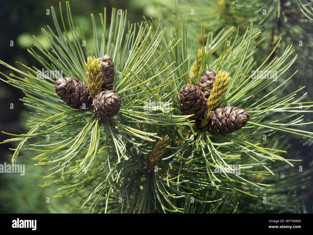 Pino enano siberiano (Pinus pumila) conos, Región de Amur, Rusia. Foto de stock