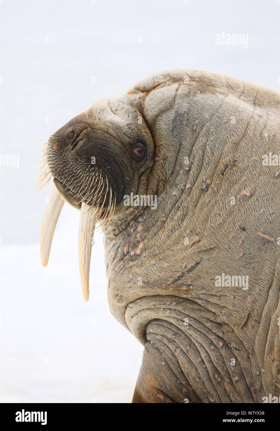 La Morsa Femenina Mira La Cámara Foto de archivo - Imagen de archipiélago,  miradas: 183546560