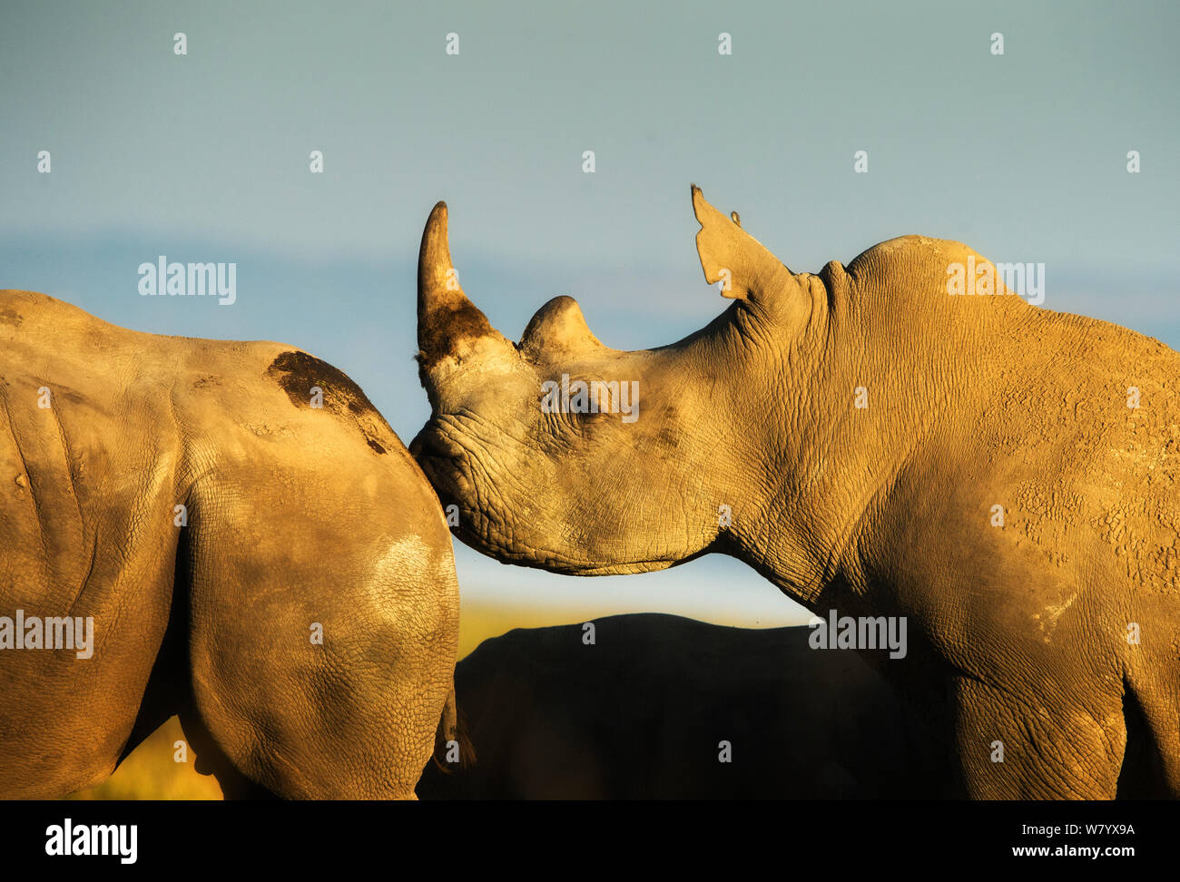 El rinoceronte blanco (Ceratotherium simum simum) oliendo a otro, el Parque Nacional lago Nakuru, Kenya. Foto de stock