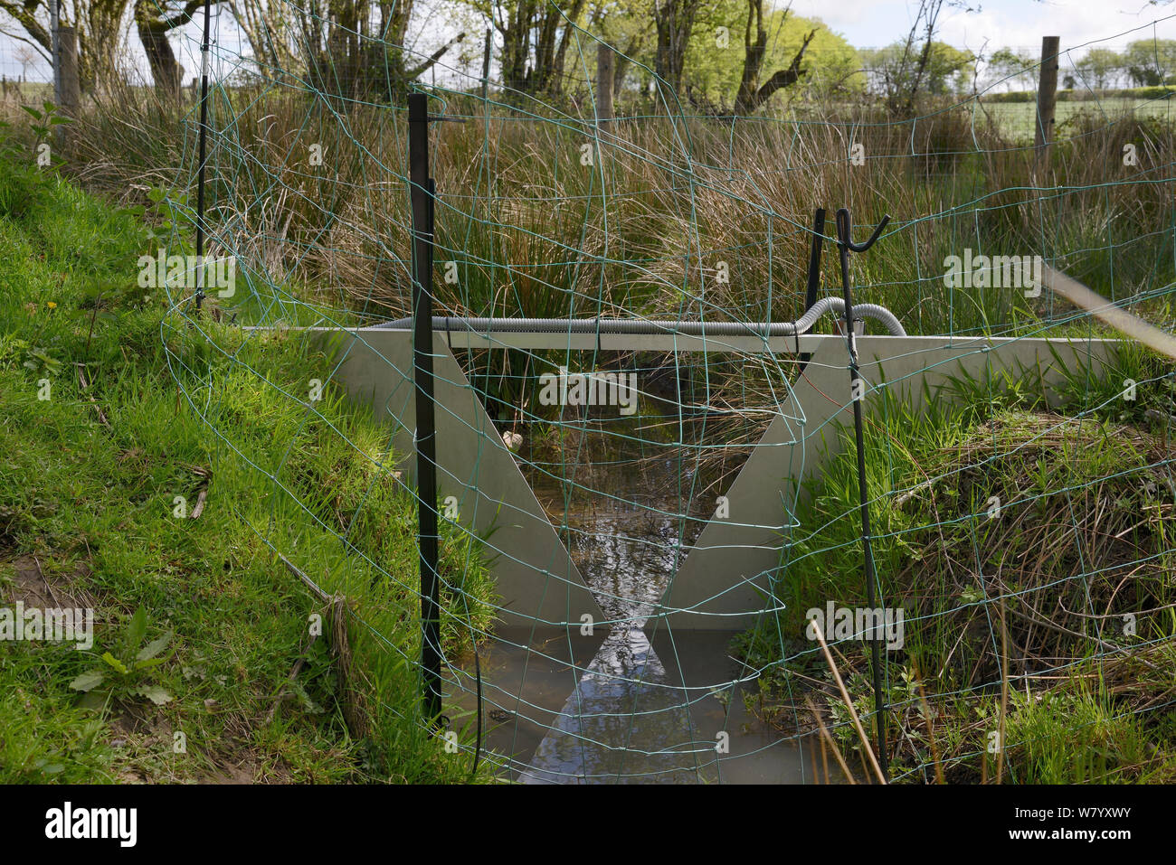 V-dam estación de medición de flujo de agua y la supervisión de la calidad por encima de una serie de presas construidas por castores euroasiático (Castor fiber) dentro del gran recinto, Devon Proyecto Castor, Devon Wildlife Trust, Devon, Reino Unido, Mayo. Foto de stock