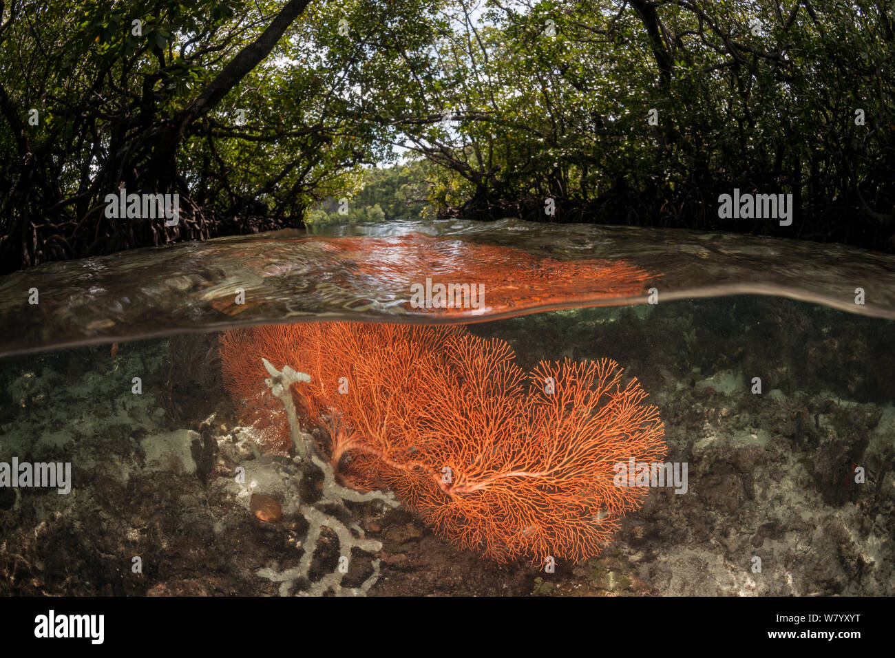 Nivel dividida de arrecifes de coral con manglares. Raja Ampat, Papua Occidental, Irian Jaya, Indonesia. Foto de stock
