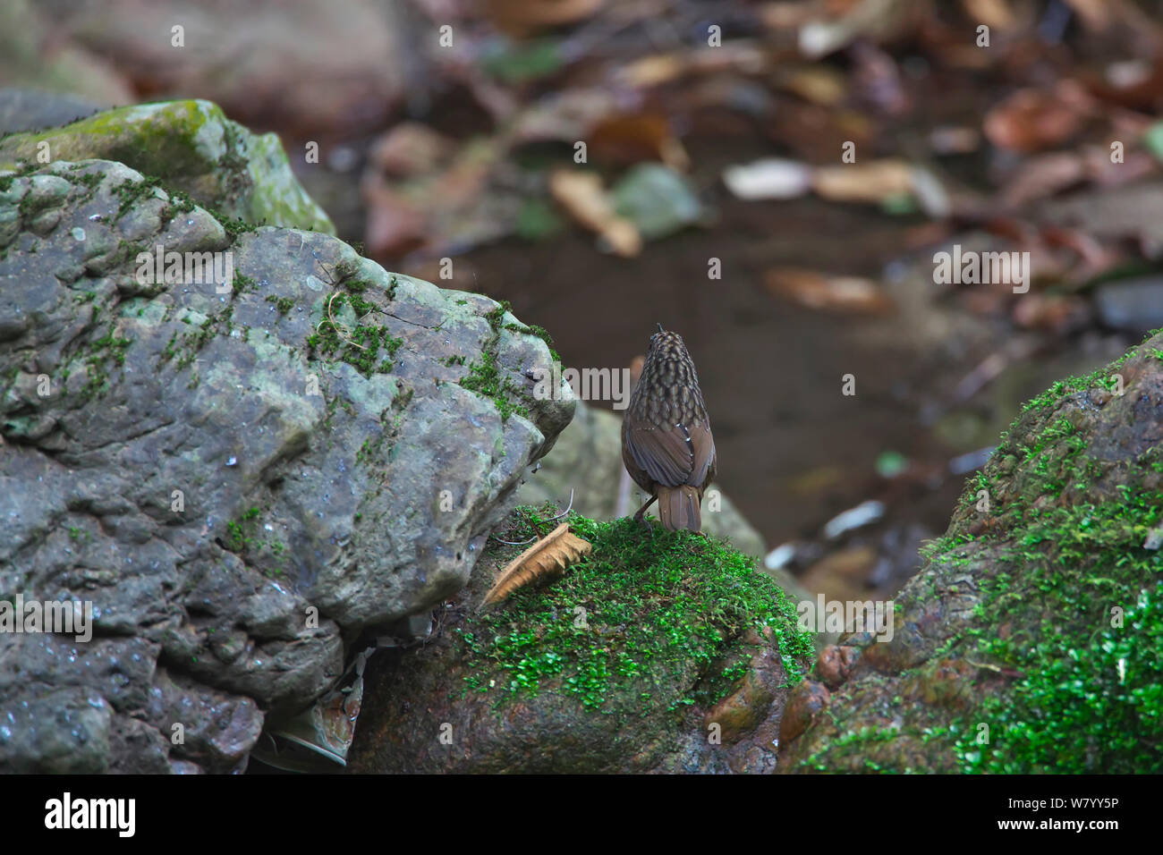 Rayas Wren-babbler (Napothera brevicaudata) Vista trasera, Dehong Dai y Jingpo Prefectura Autónoma, Yunnan, China, Febrero. Foto de stock