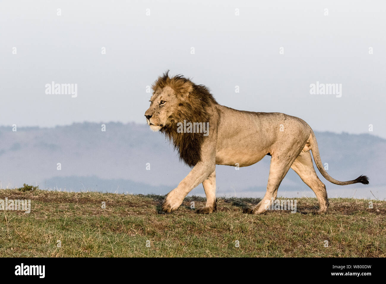 León (Panthera leo) macho, Masai-Mara Game Reserve, Kenya Foto de stock