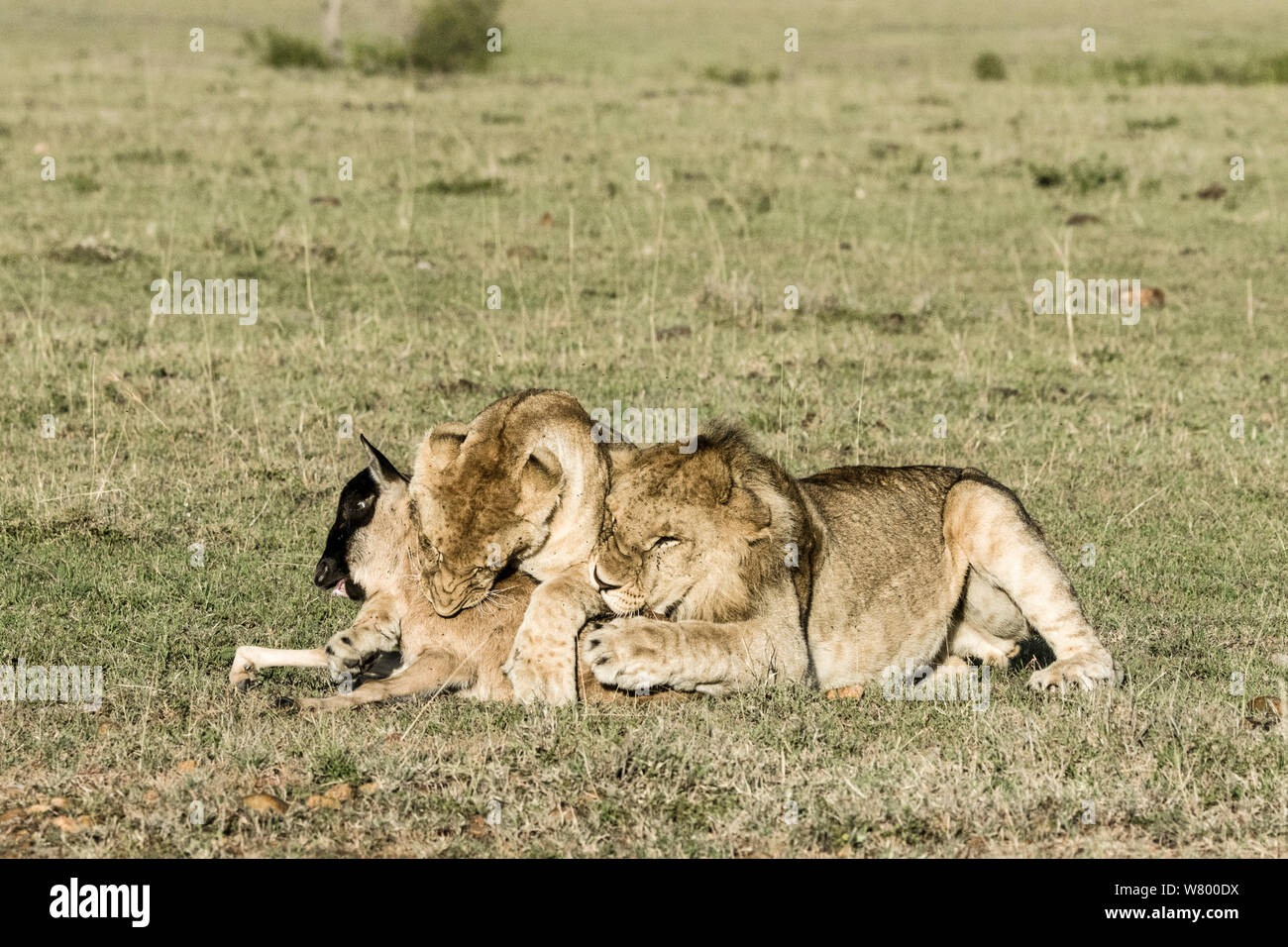León (Panthera leo) matando bebes perdidos (Ñus Connochaetes taurinus) con un macho después de jugar con él durante un largo tiempo, Masai-Mara Game Reserve, Kenya Foto de stock