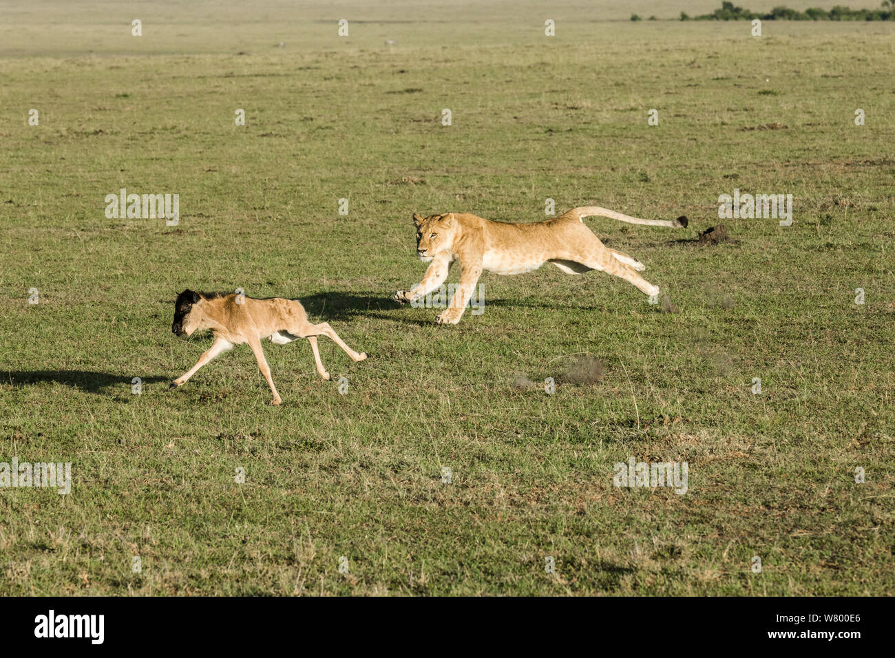León (Panthera leo) caza un bebé perdido ñus (Connochaetes taurinus), Masai-Mara Game Reserve, Kenya Foto de stock