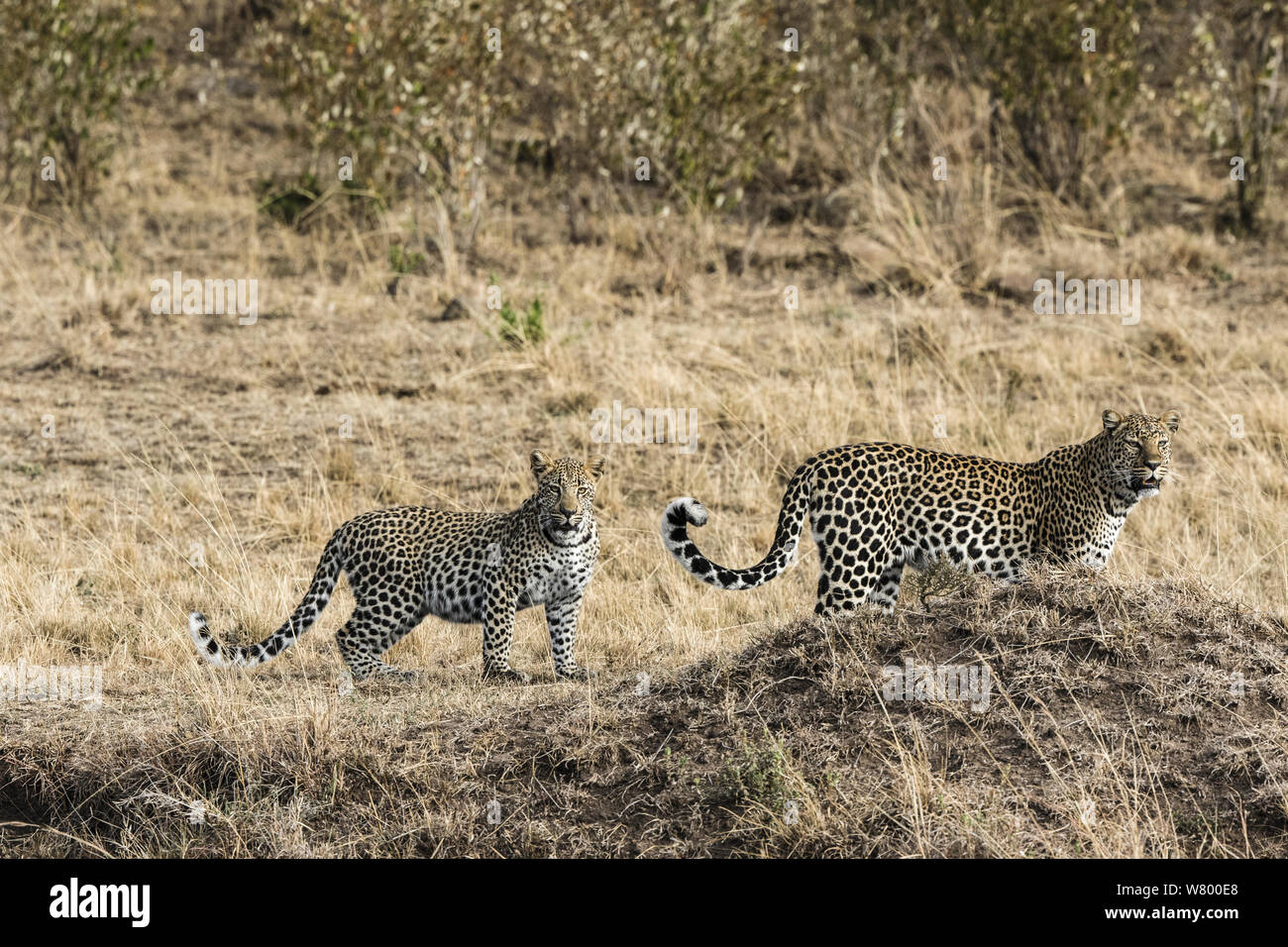 El leopardo (Panthera pardus) hembra y un cachorro, Masai-Mara Game Reserve, Kenya Foto de stock