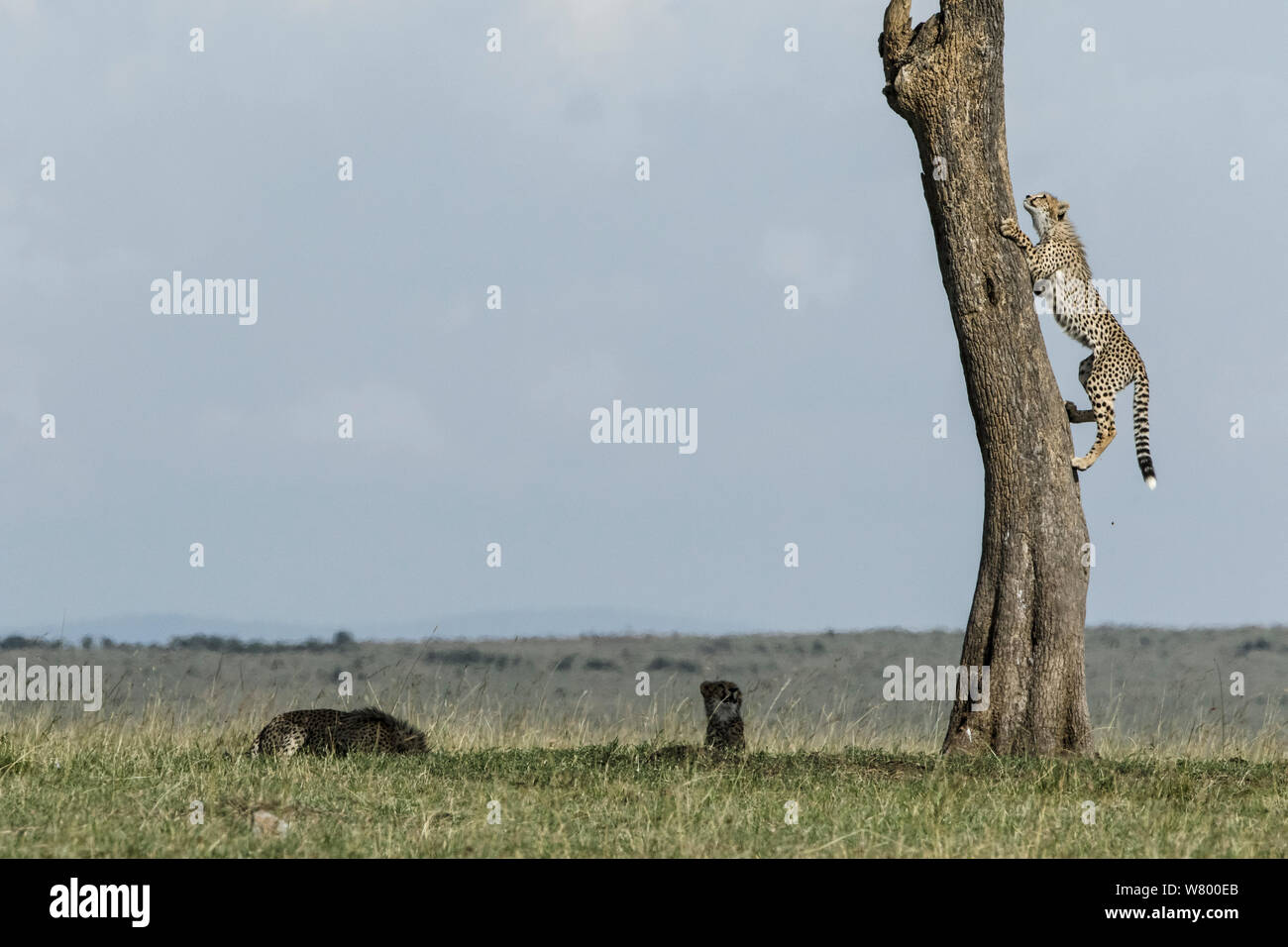 Guepardo (Acinonyx jubatus), cachorro de 7 meses de edad, árbol de escalada Masai-Mara Game Reserve, Kenya Foto de stock