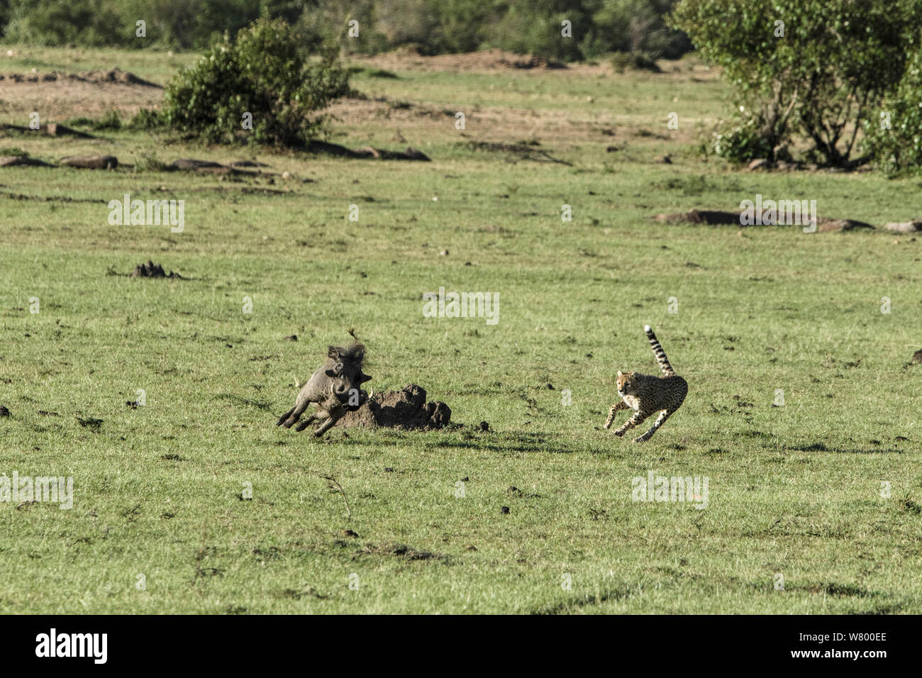 Guepardo (Acinonyx jubatus), hembra caza jabalí verrugoso (Phacochoerus africanus), Masai-Mara Game Reserve, Kenya Foto de stock