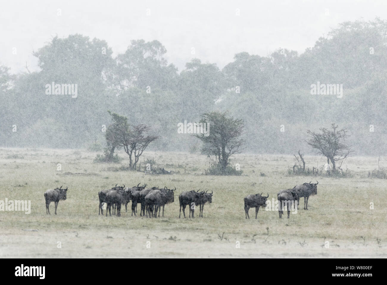 Los ñus (Connochaetes taurinus) grupo en la lluvia, Masai-Mara Game Reserve, Kenya Foto de stock