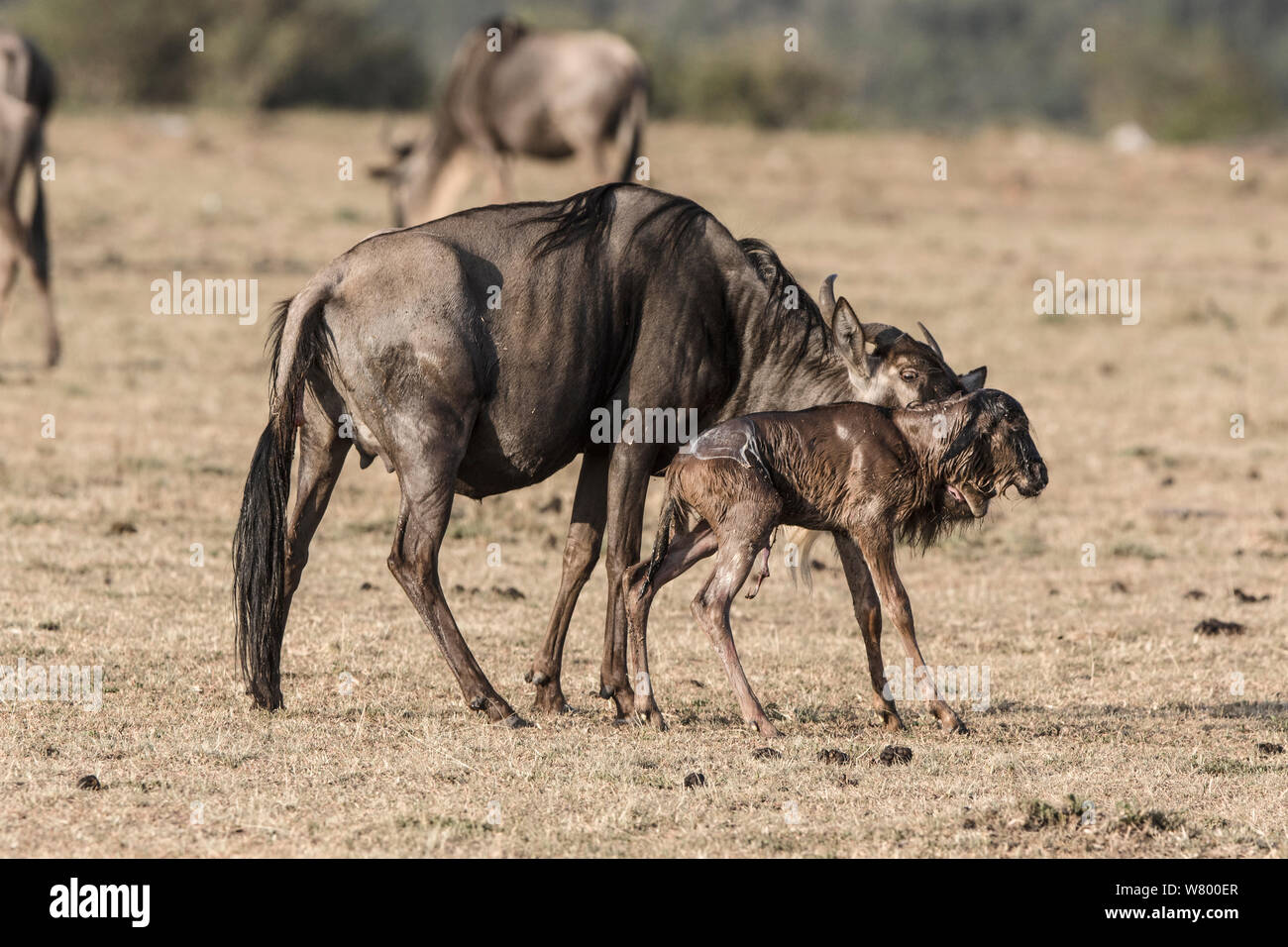 Los ñus (Connochaetes taurinus) con ternera justo después del nacimiento, Masai-Mara Game Reserve, Kenya Foto de stock