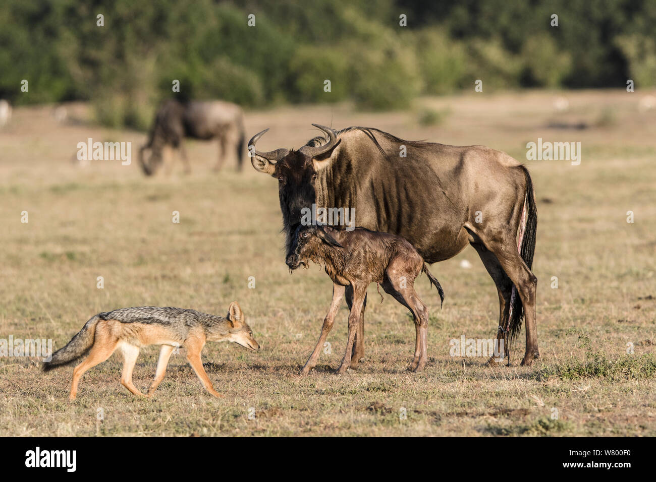 Los ñus (Connochaetes taurinus) justo después del parto con el negro-respaldado el chacal (Canis mesomelas) viendo, Masai-Mara Game Reserve, Kenya. Foto de stock