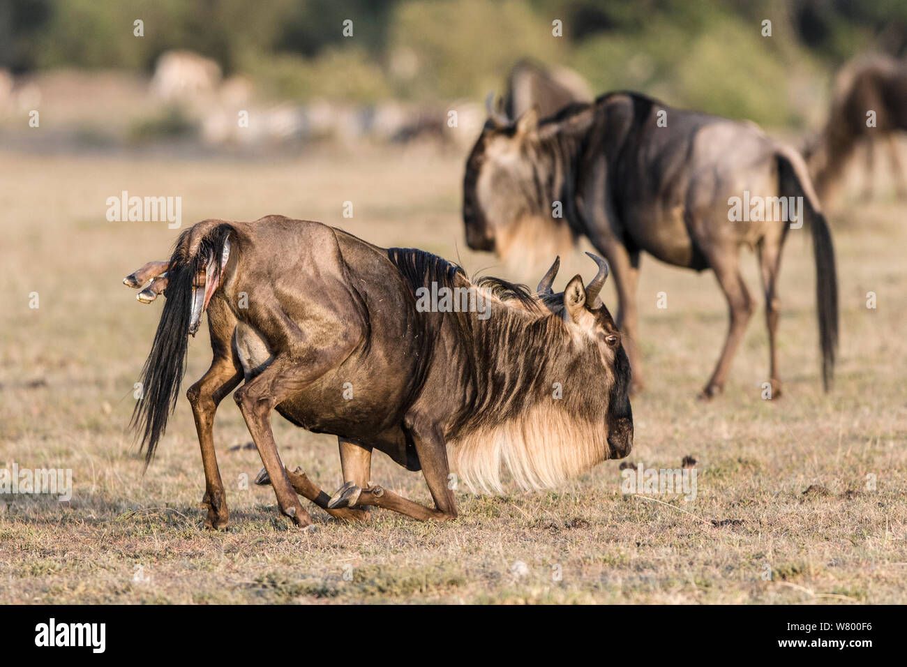 Los ñus (Connochaetes taurinus) dando nacimiento, Masai-Mara Game Reserve, Kenya. Foto de stock