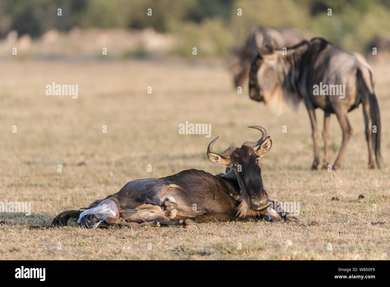 Los ñus (Connochaetes taurinus) dando nacimiento, Masai-Mara Game Reserve, Kenya. Foto de stock