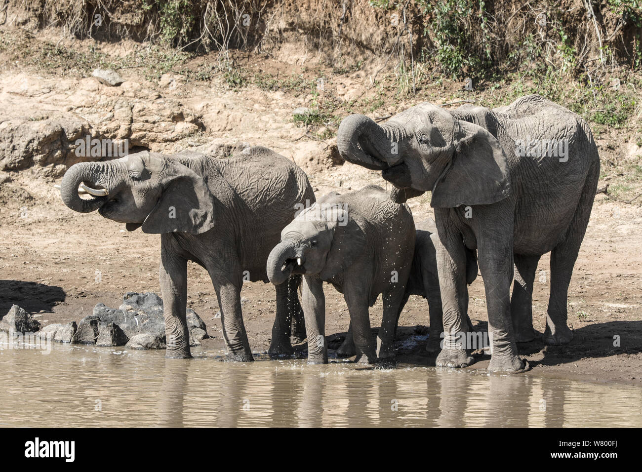 El elefante africano (Loxodonta africana) grupo con jóvenes de beber, Masai-Mara Game Reserve, Kenya Foto de stock